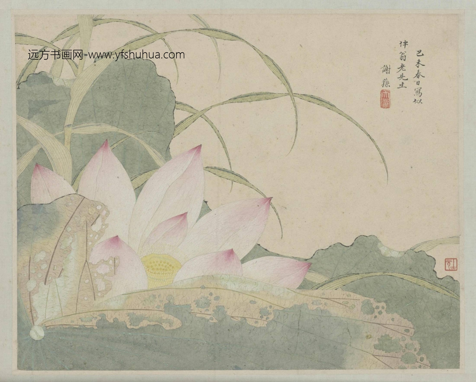 清-金陵诸家山水花卉册-谢荪荷花页　-新00045249-8-12
